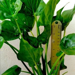 Chinese Taro Alocasia Cucullata houseplant